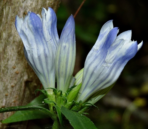 {Gentiana decora}